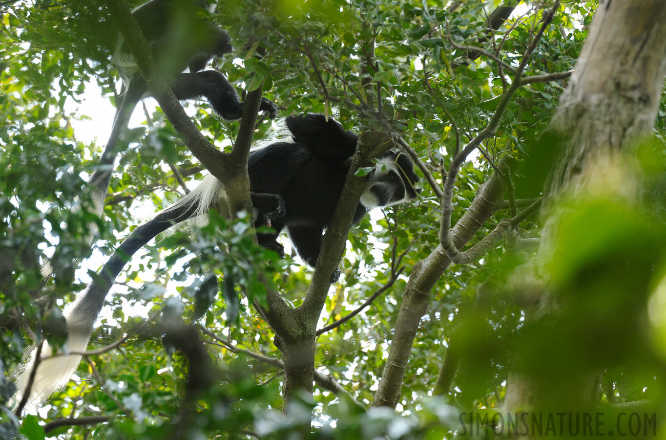 Colobus guereza occidentalis [400 mm, 1/400 Sek. bei f / 7.1, ISO 1250]